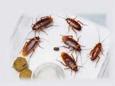 Cockroaches Control Services