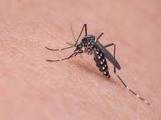 Mosquito Control Services