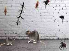 Rodent Control Services