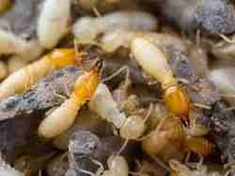 Termite Treatment Services